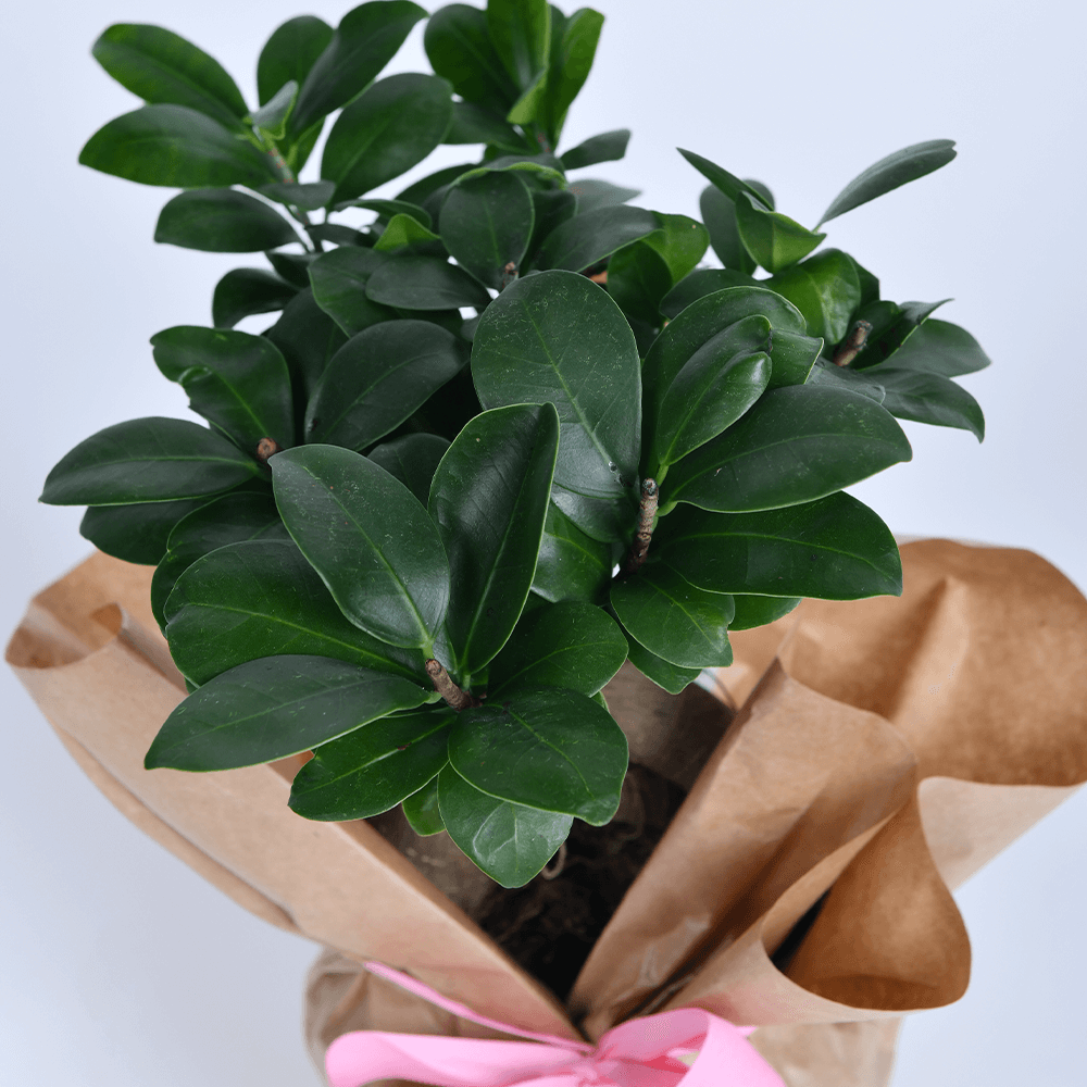Bonsai drvo | Cvetam.rs
