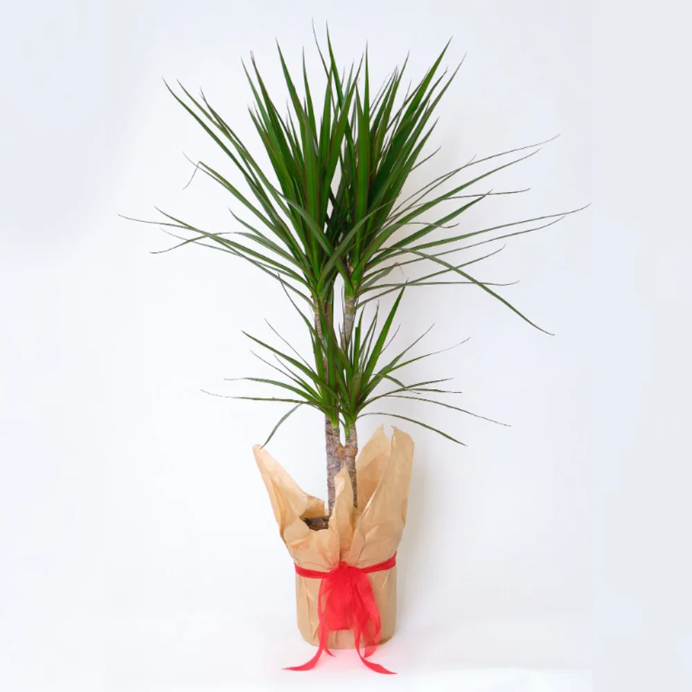 glücksfeder ikea Zamioculcas Zamiifolia - Glücksfeder main image 1